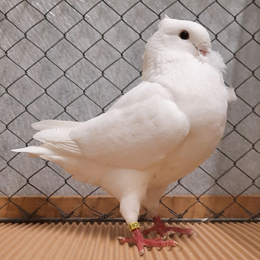althollaendisches Moevchen weiss